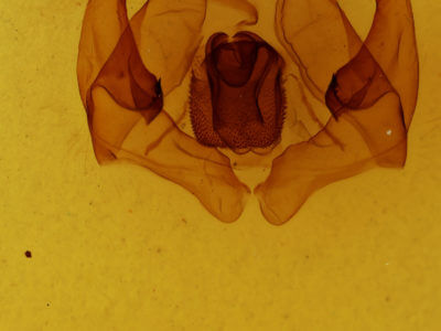 genitalia view of adult Lirimiris lignitecta
