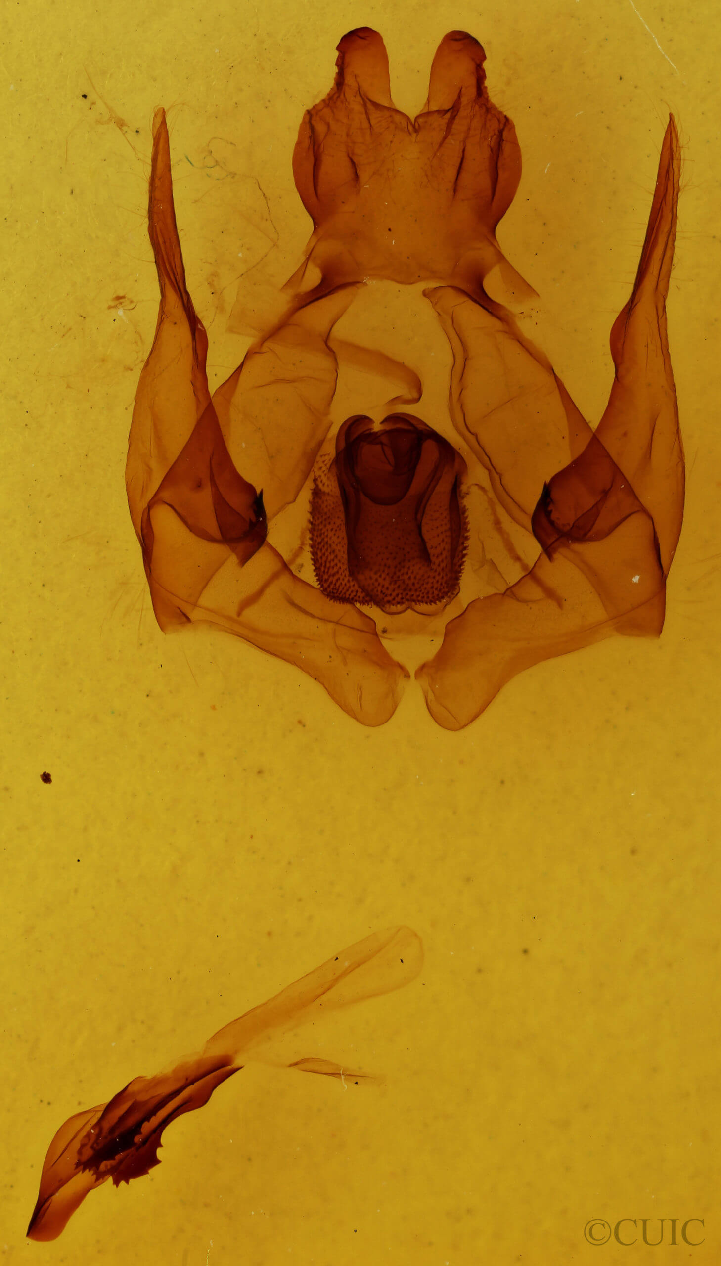 genitalia view of adult Lirimiris lignitecta