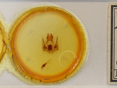 slide view of adult Lirimiris lignitecta