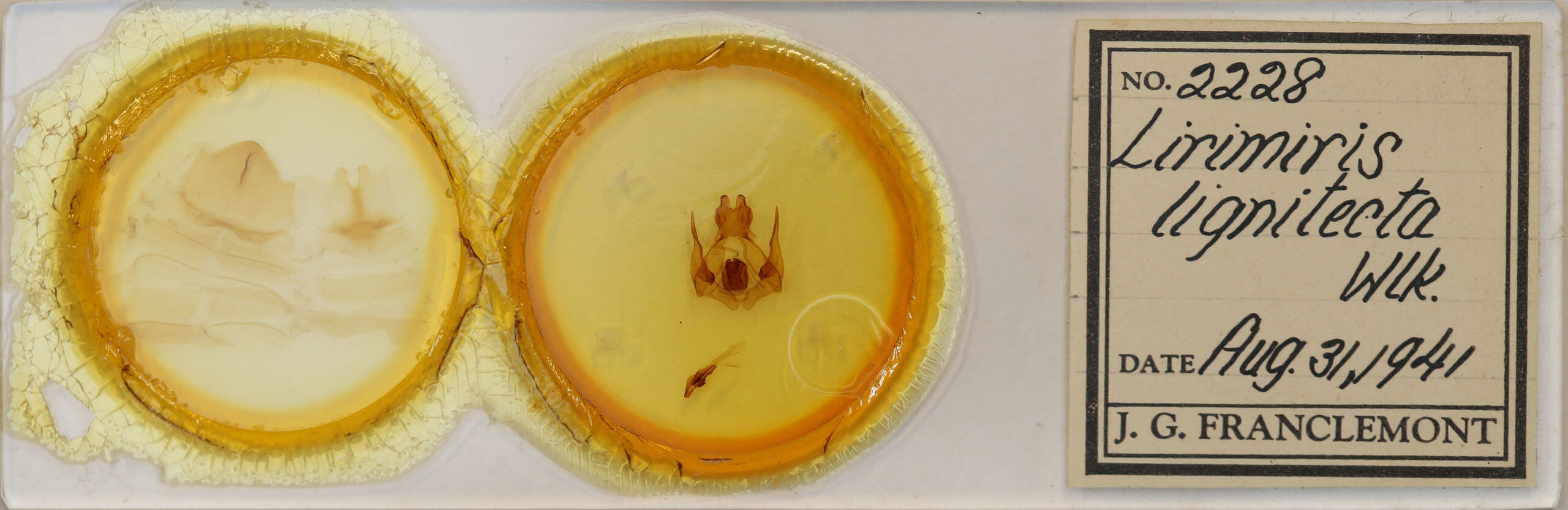 slide view of adult Lirimiris lignitecta