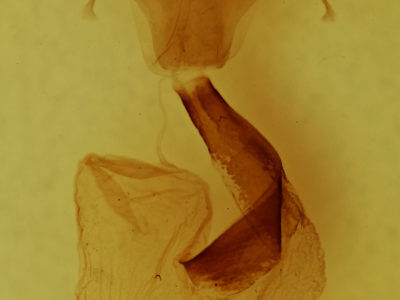 genitalia view of adult Lithophane adipel