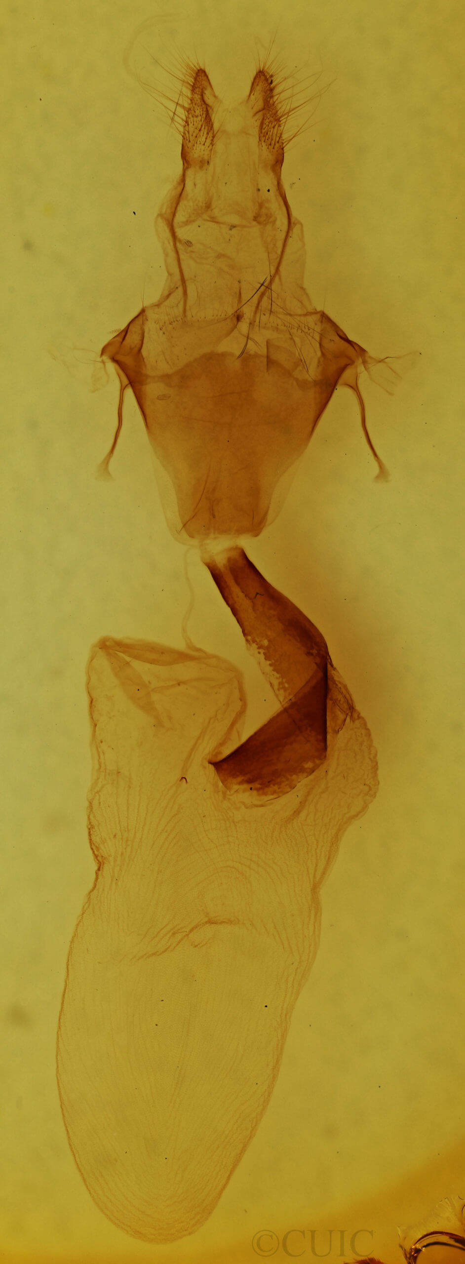 genitalia view of adult Lithophane adipel