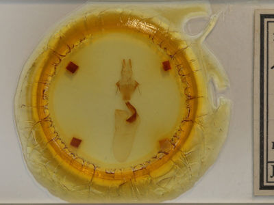 slide view of adult Lithophane adipel