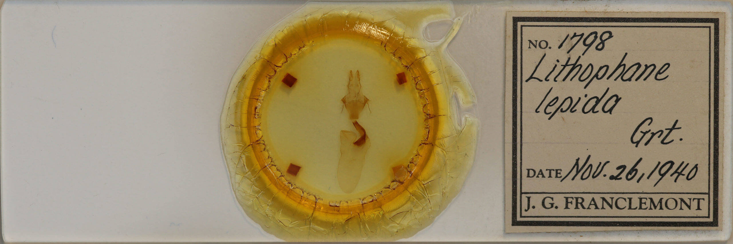 slide view of adult Lithophane adipel