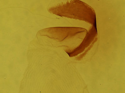 genitalia view of adult Lithophane antennata