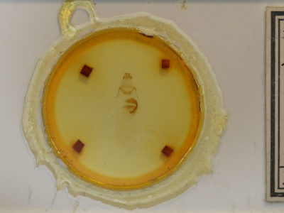 slide view of adult Lithophane antennata