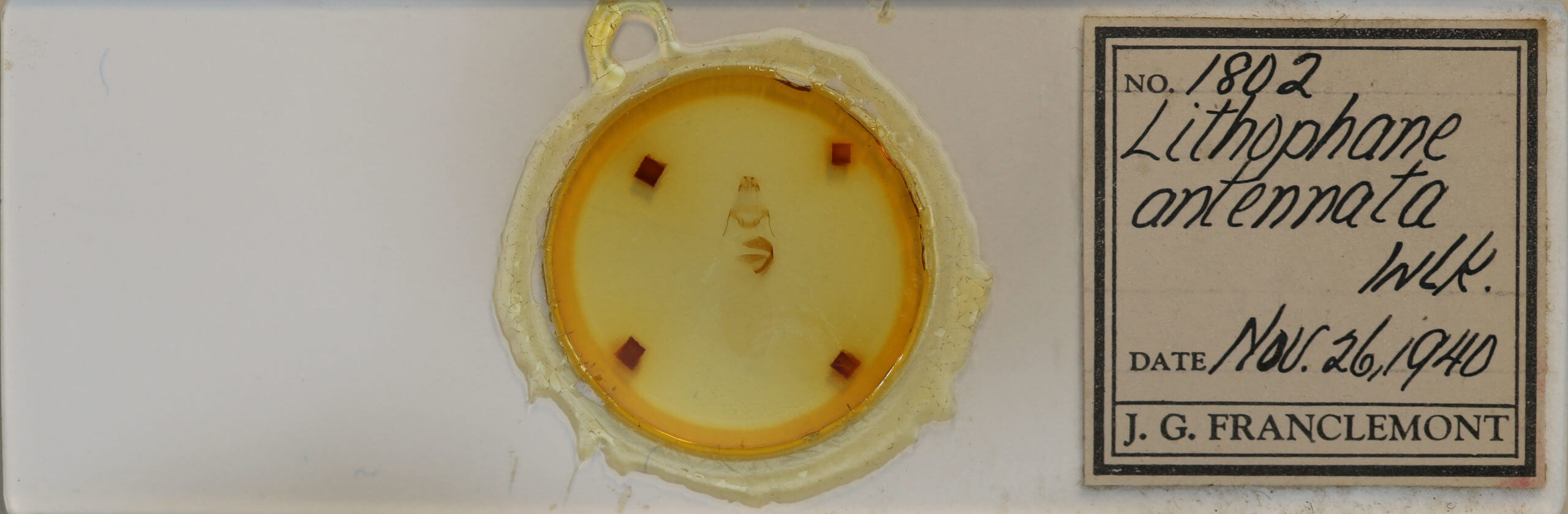 slide view of adult Lithophane antennata