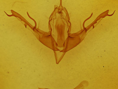 genitalia view of adult Lithophane baileyi