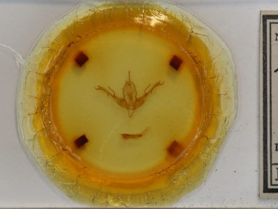 slide view of adult Lithophane baileyi