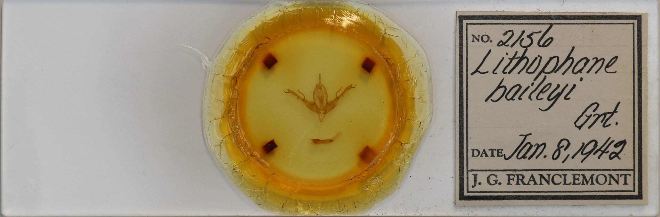 slide view of adult Lithophane baileyi