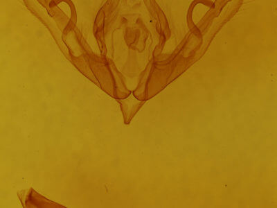 genitalia view of adult Lithophane bethunei