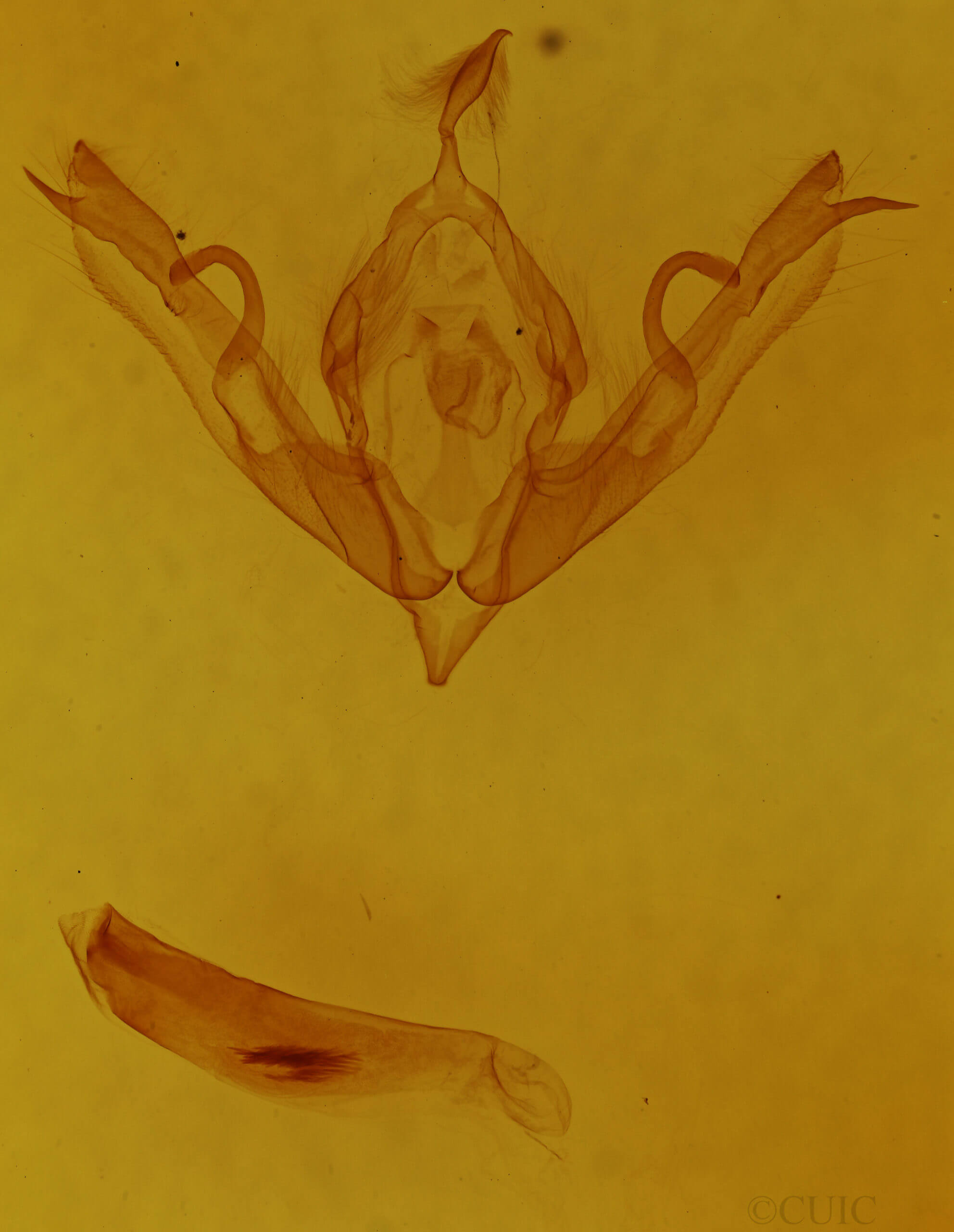 genitalia view of adult Lithophane bethunei