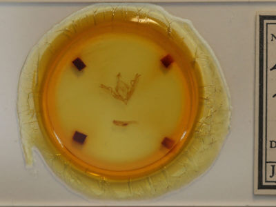 slide view of adult Lithophane bethunei