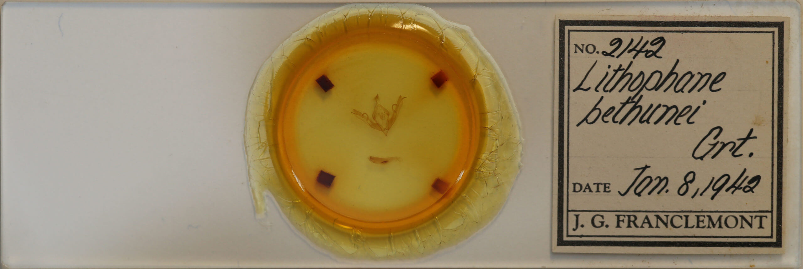 slide view of adult Lithophane bethunei