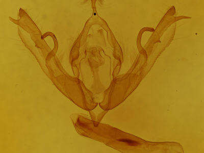 genitalia view of adult Lithophane bethunei