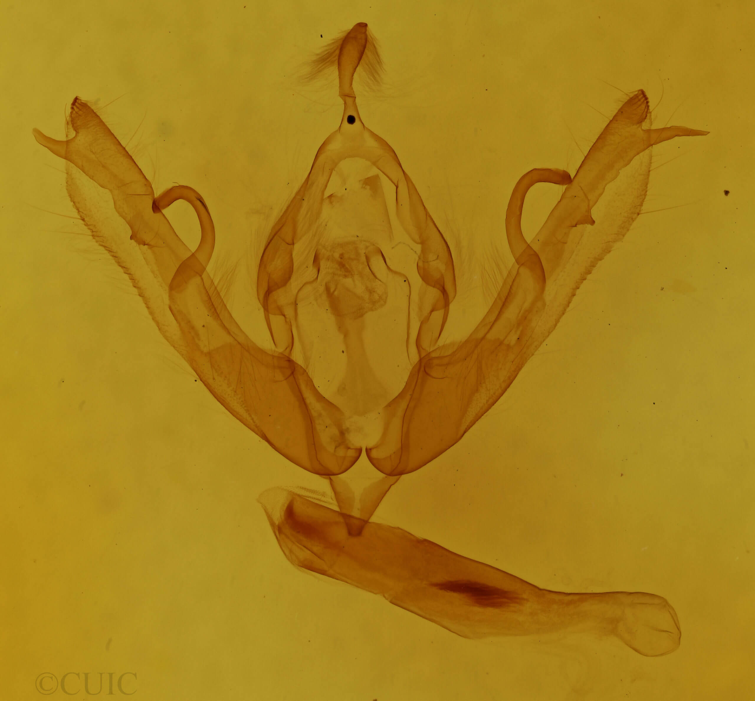 genitalia view of adult Lithophane bethunei