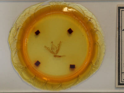 slide view of adult Lithophane bethunei