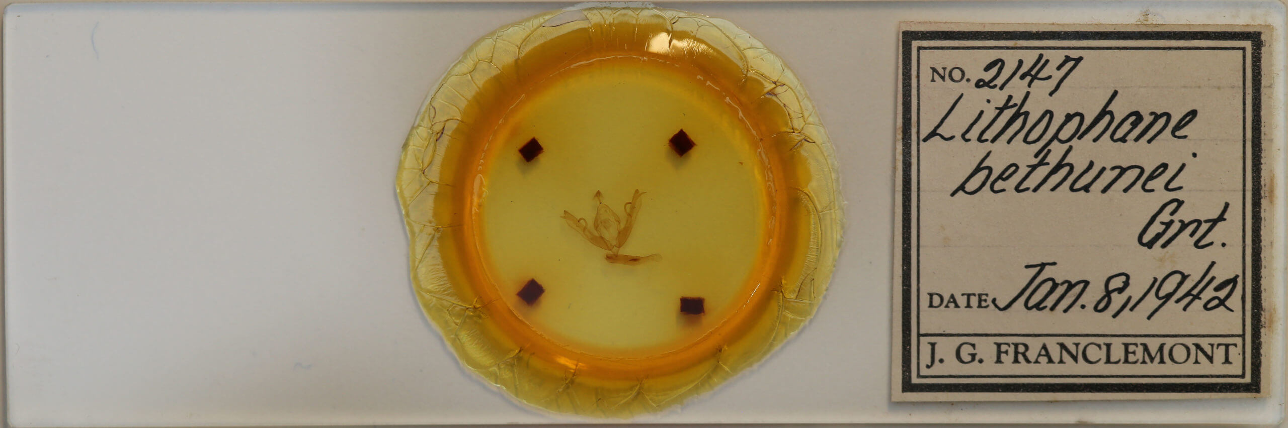 slide view of adult Lithophane bethunei