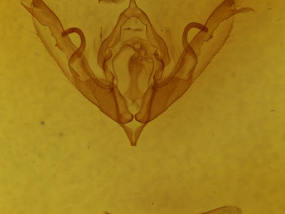 genitalia view of adult Lithophane bethunei
