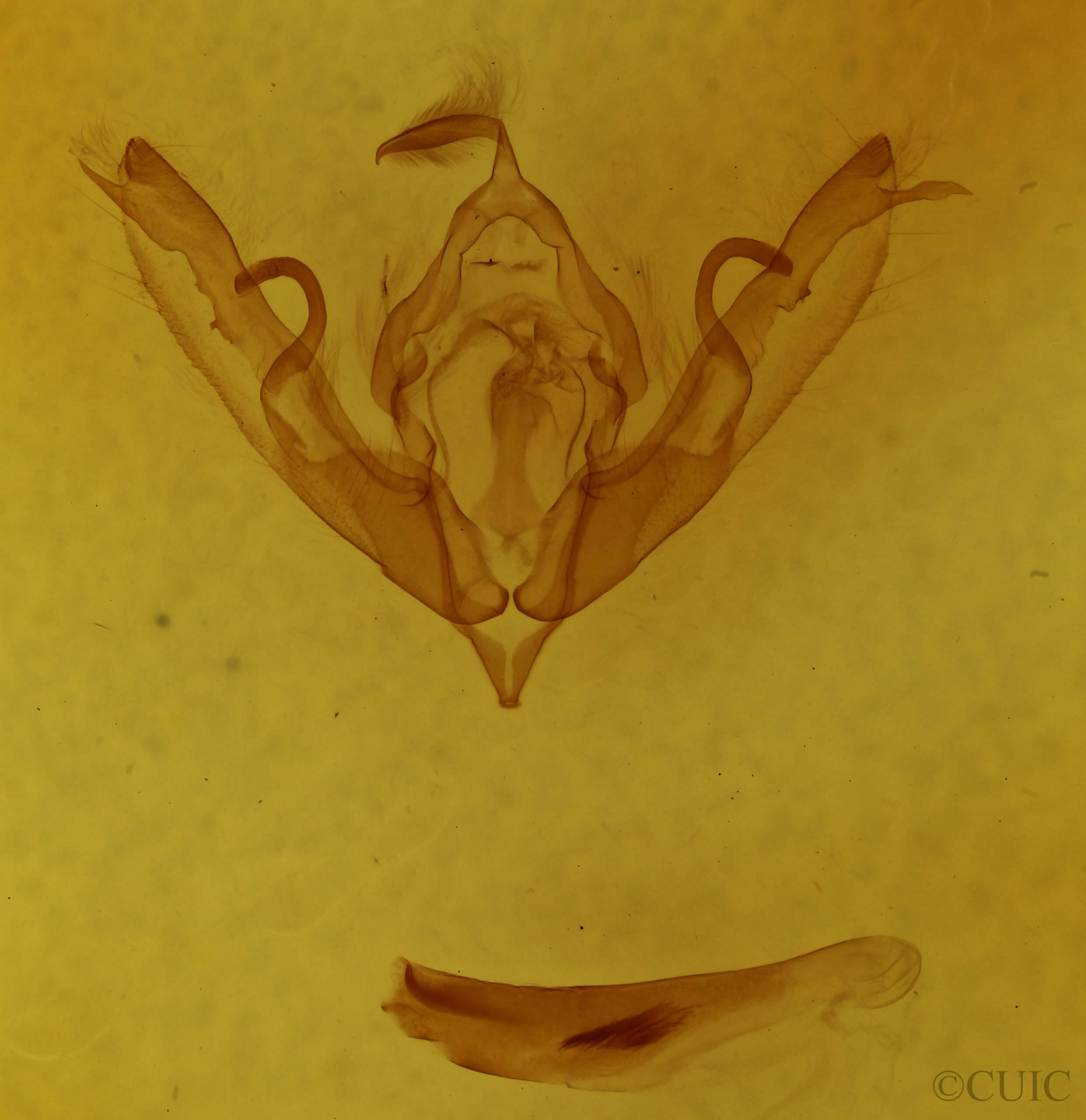 genitalia view of adult Lithophane bethunei