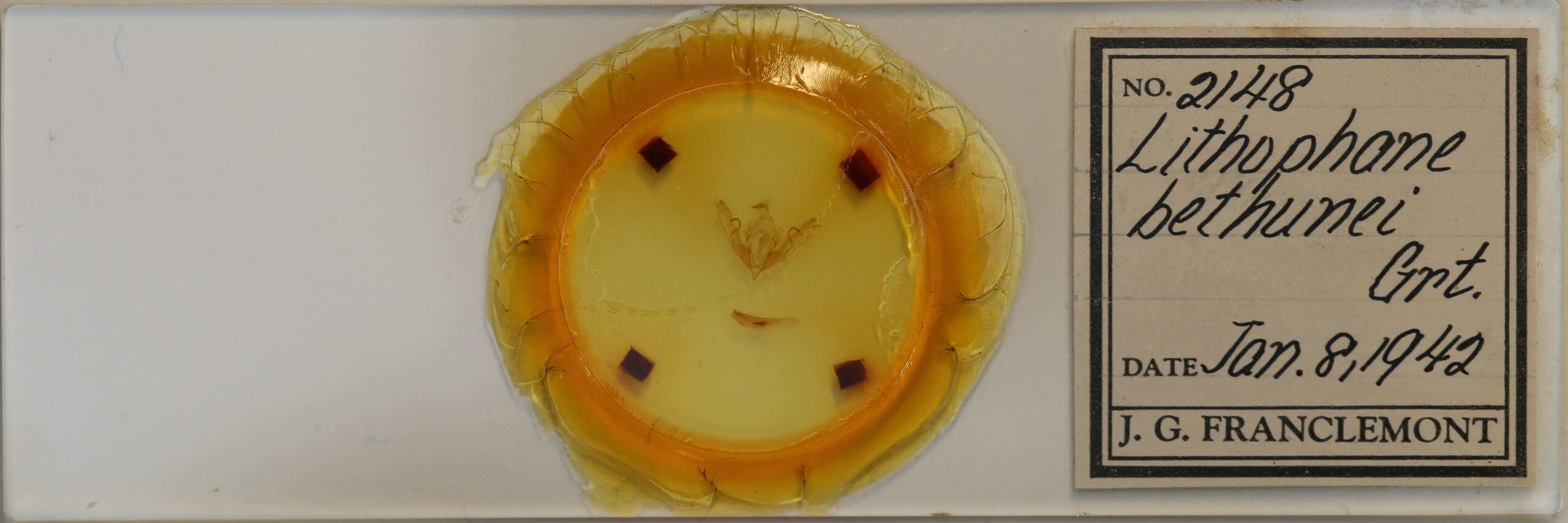 slide view of adult Lithophane bethunei