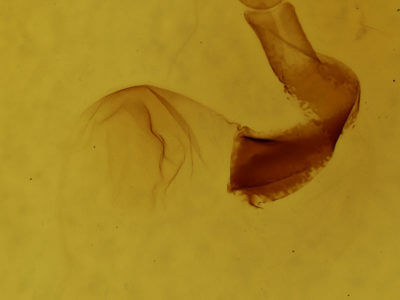 genitalia view of adult Lithophane bethunei