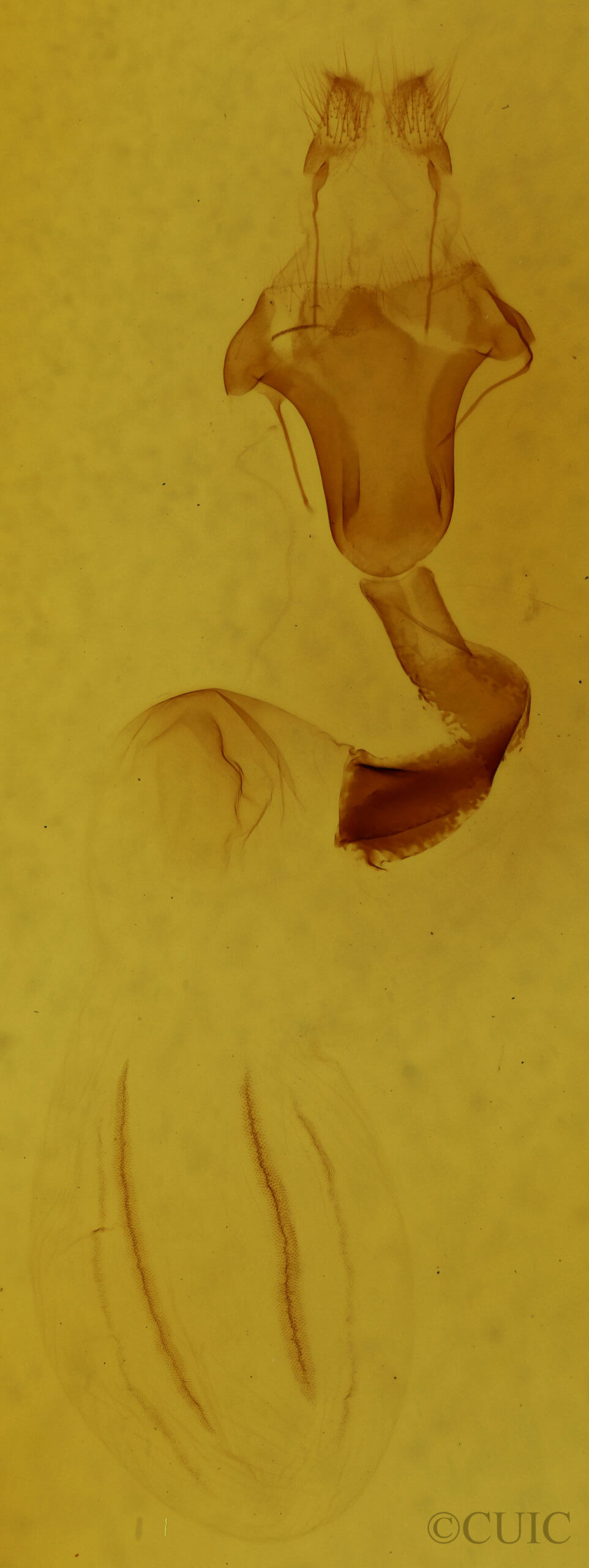 genitalia view of adult Lithophane bethunei