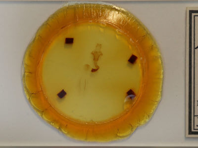 slide view of adult Lithophane bethunei