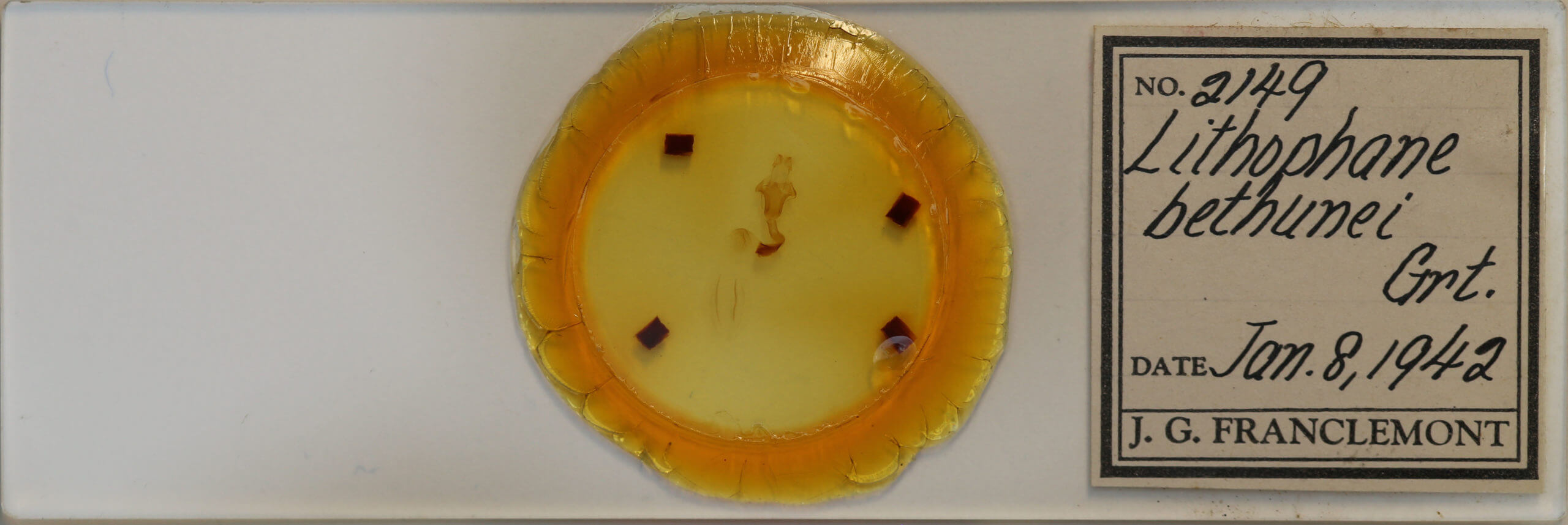 slide view of adult Lithophane bethunei