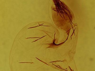genitalia view of adult Lithophane contenta