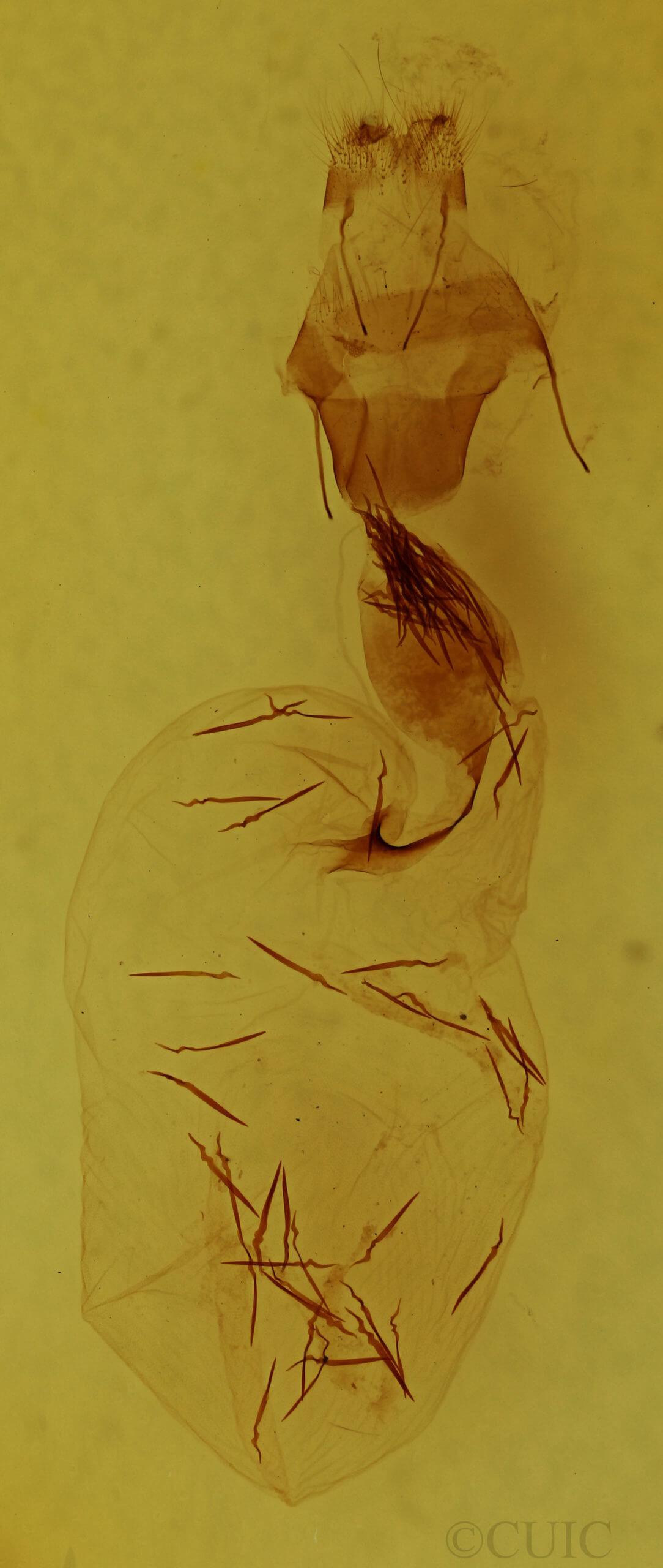 genitalia view of adult Lithophane contenta