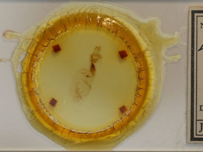 slide view of adult Lithophane contenta