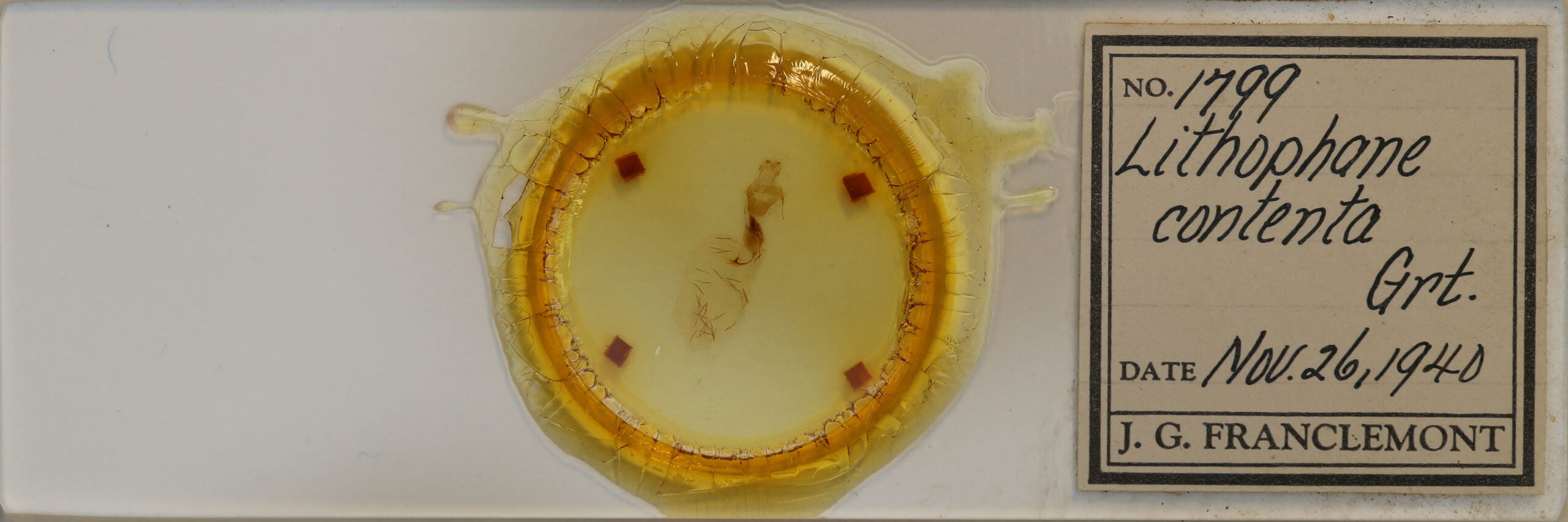 slide view of adult Lithophane contenta