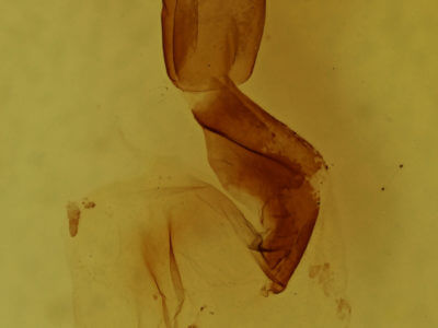 genitalia view of adult Lithophane fagina