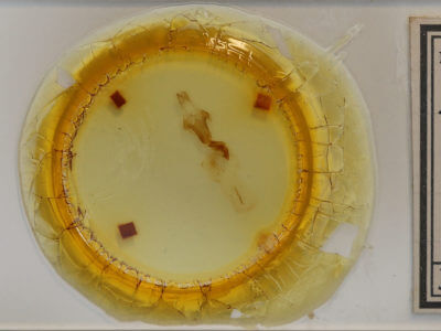 slide view of adult Lithophane fagina