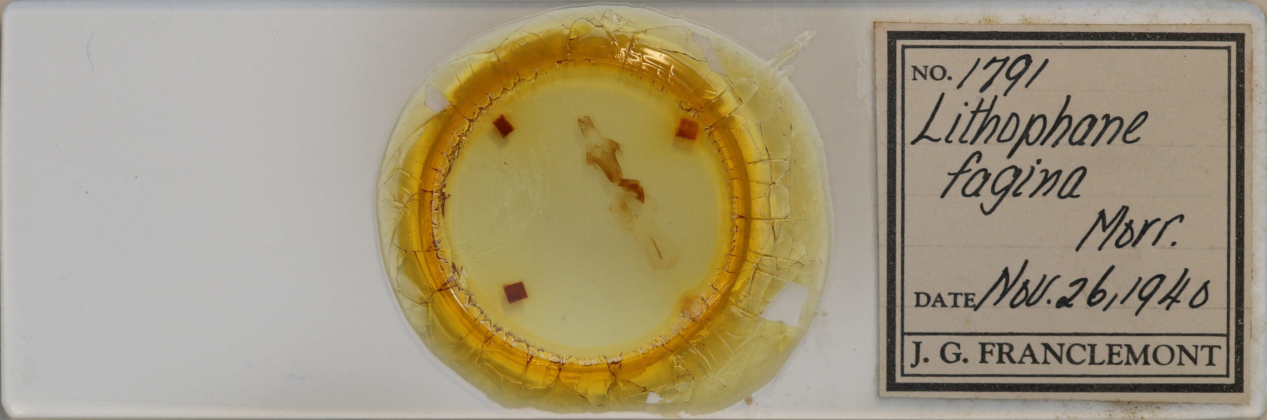 slide view of adult Lithophane fagina