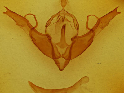 genitalia view of adult Lithophane georgii