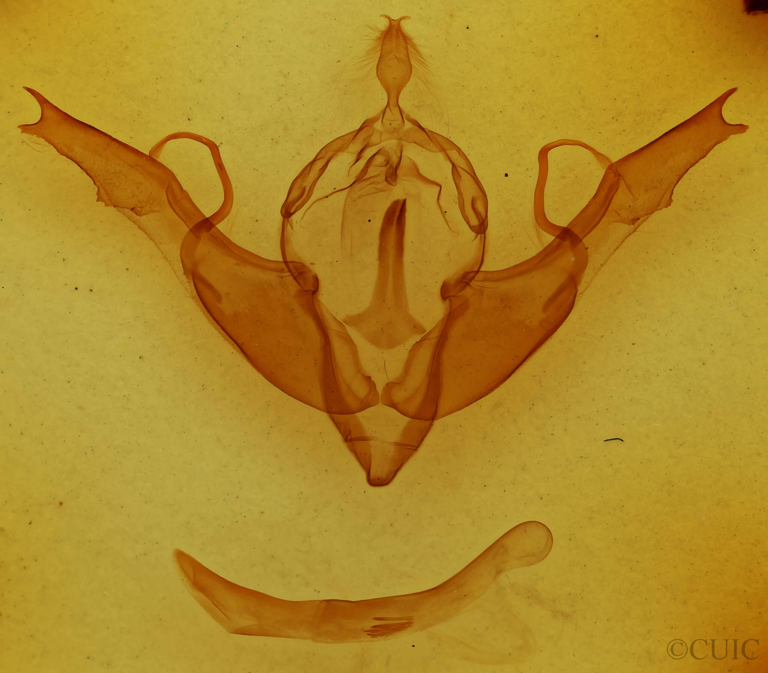 genitalia view of adult Lithophane georgii