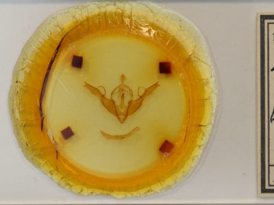 slide view of adult Lithophane georgii