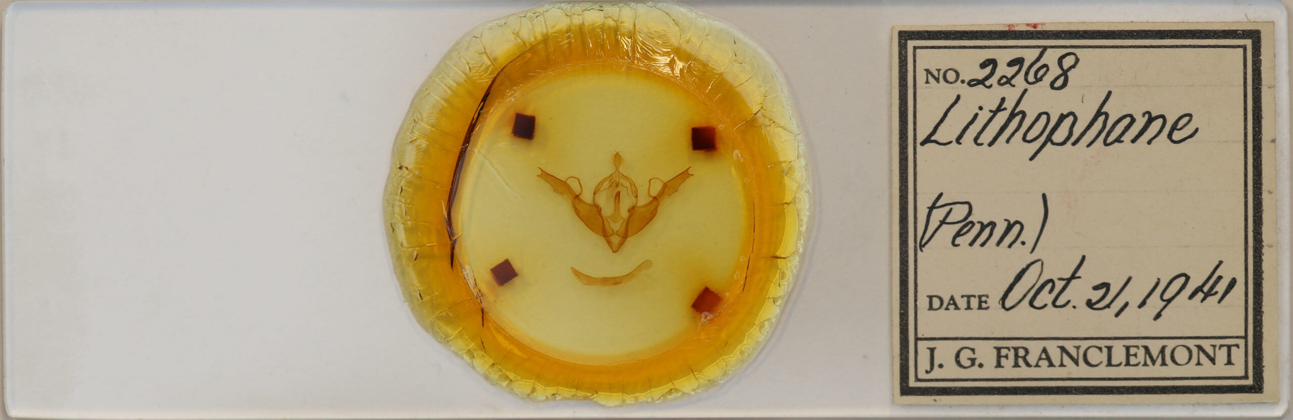 slide view of adult Lithophane georgii