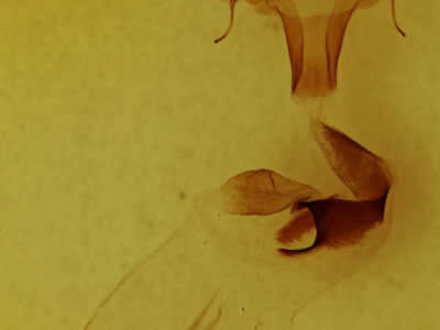 genitalia view of adult Lithophane grotei