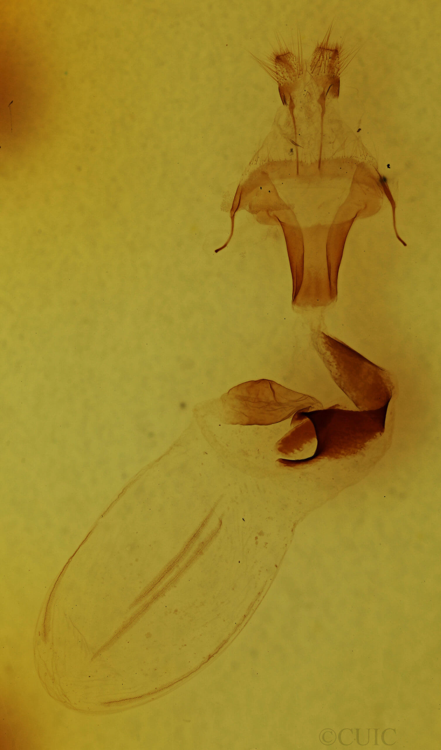 genitalia view of adult Lithophane grotei