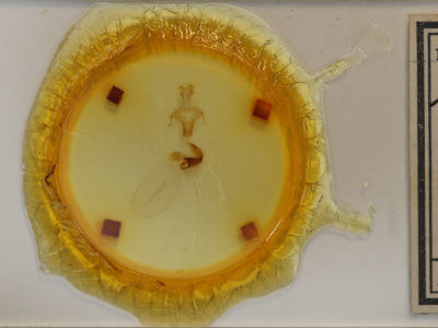 slide view of adult Lithophane grotei