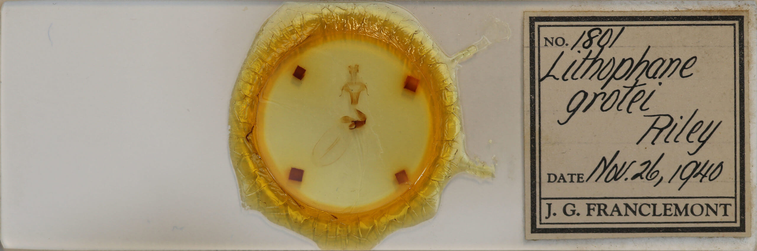 slide view of adult Lithophane grotei