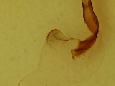 genitalia view of adult Lithophane hemina
