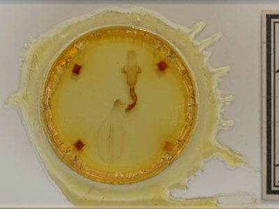 slide view of adult Lithophane hemina