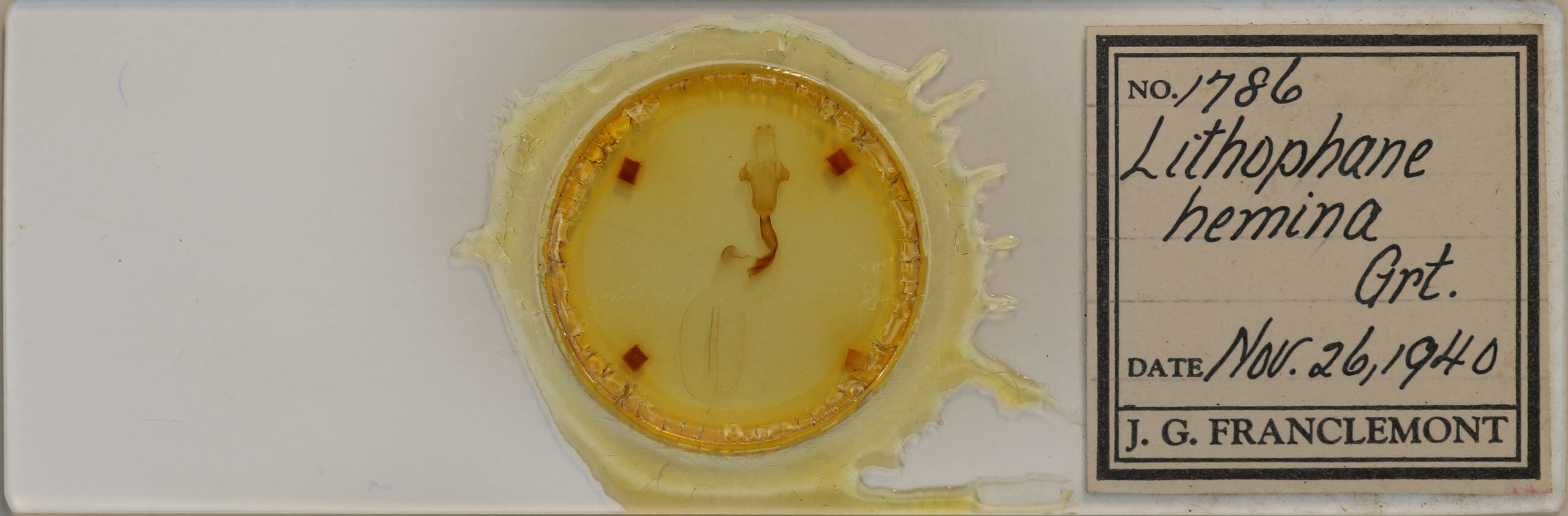 slide view of adult Lithophane hemina