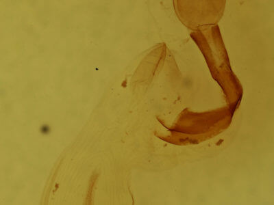 genitalia view of adult Lithophane patefacta