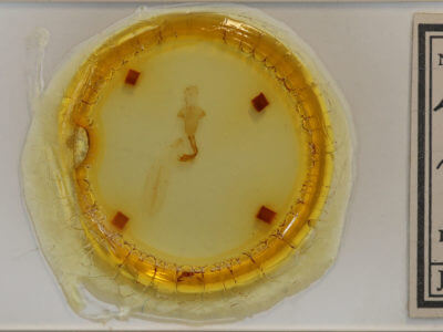 slide view of adult Lithophane patefacta