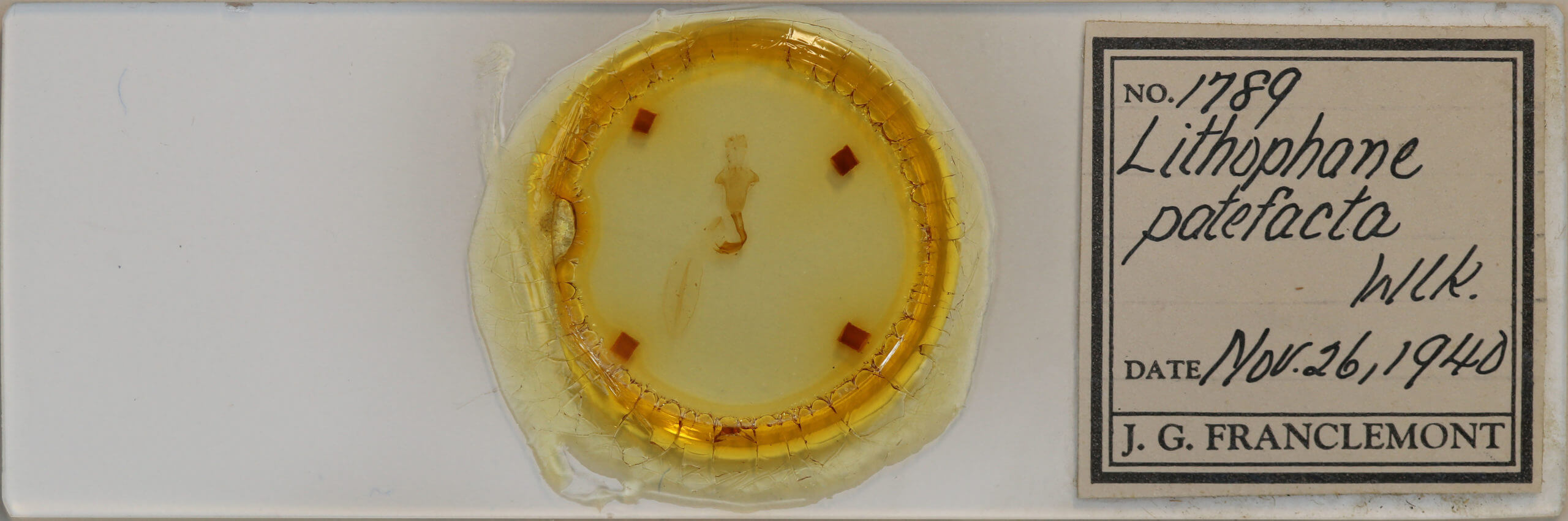 slide view of adult Lithophane patefacta